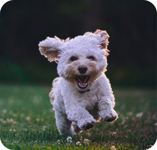 5 étapesclés pour apprendre le rappel à son chien